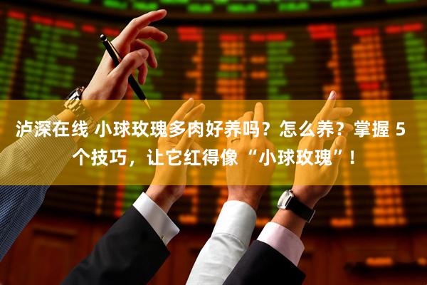 泸深在线 小球玫瑰多肉好养吗？怎么养？掌握 5 个技巧，让它红得像 “小球玫瑰”！